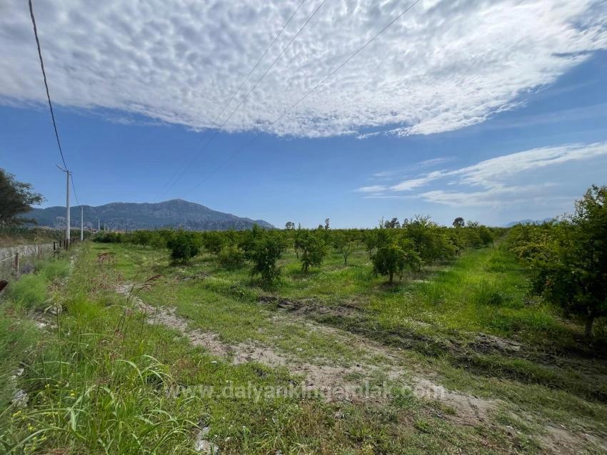 Granatapfelgarten Zum Verkauf An Der Straße Dalyan – İztuzu
