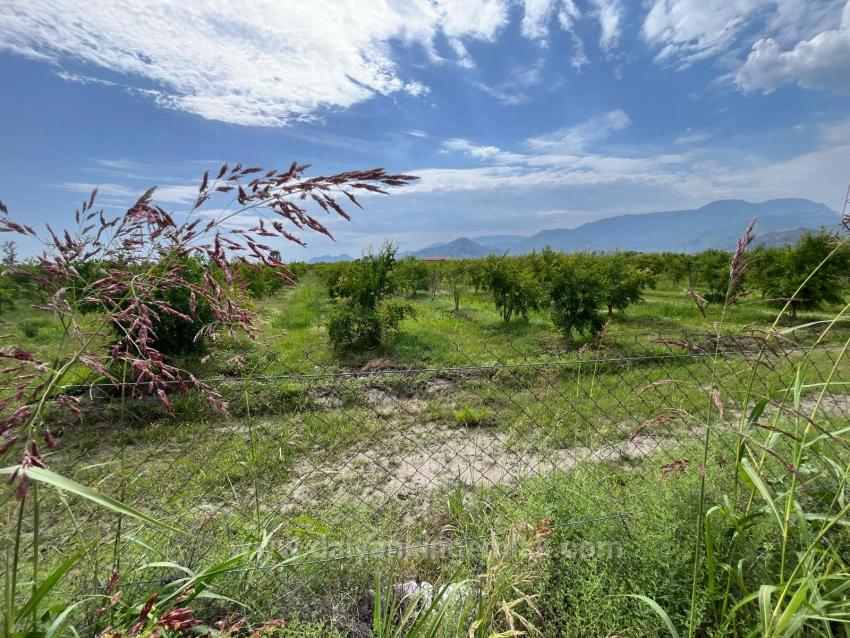 Granatapfelgarten Zum Verkauf An Der Straße Dalyan – İztuzu
