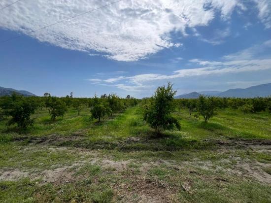 Granatapfelgarten Zum Verkauf An Der Straße Dalyan – İztuzu