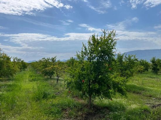 Granatapfelgarten Zum Verkauf An Der Straße Dalyan – İztuzu