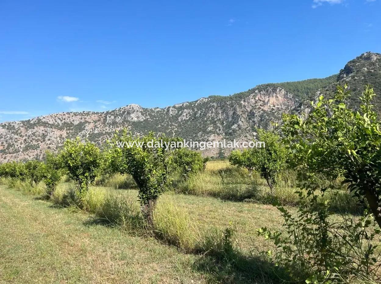 Feld Zum Verkauf In Dalyan