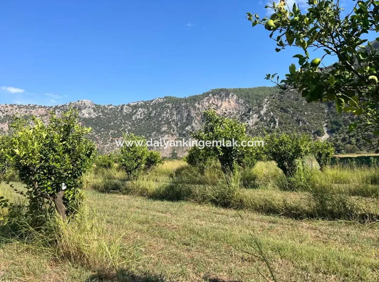 Feld Zum Verkauf In Dalyan