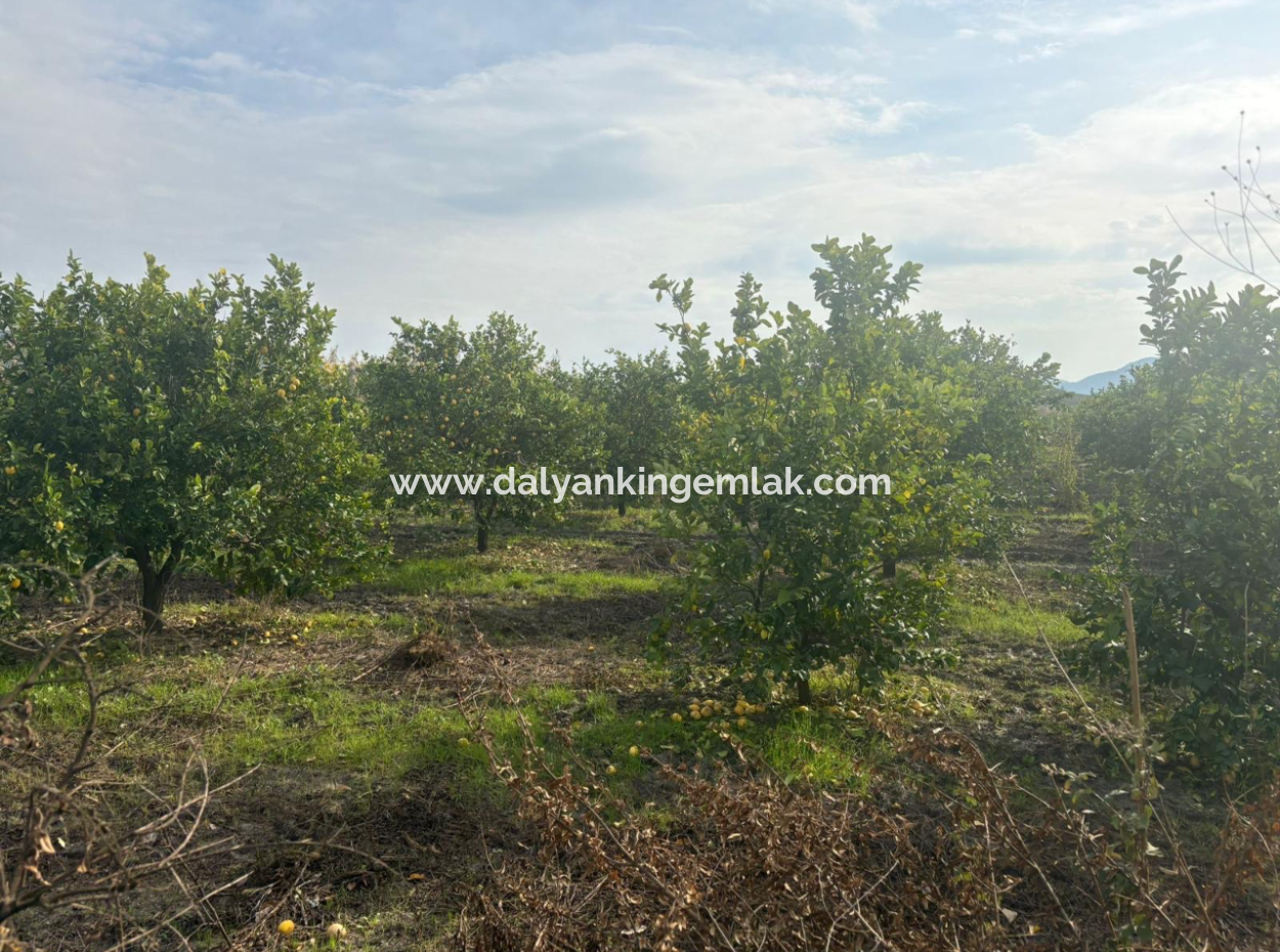 Field Land For Sale In Tepearası