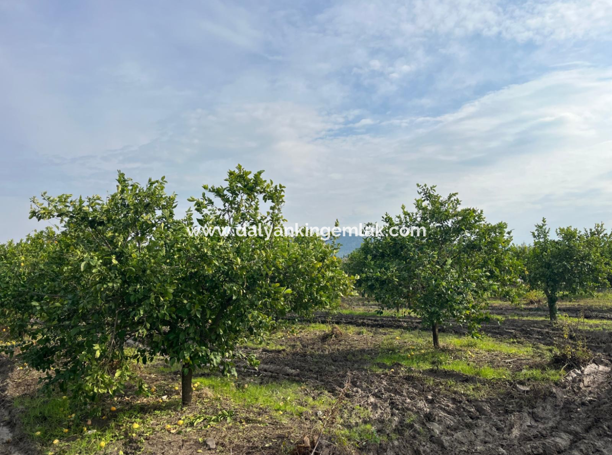 Field Land For Sale In Tepearası