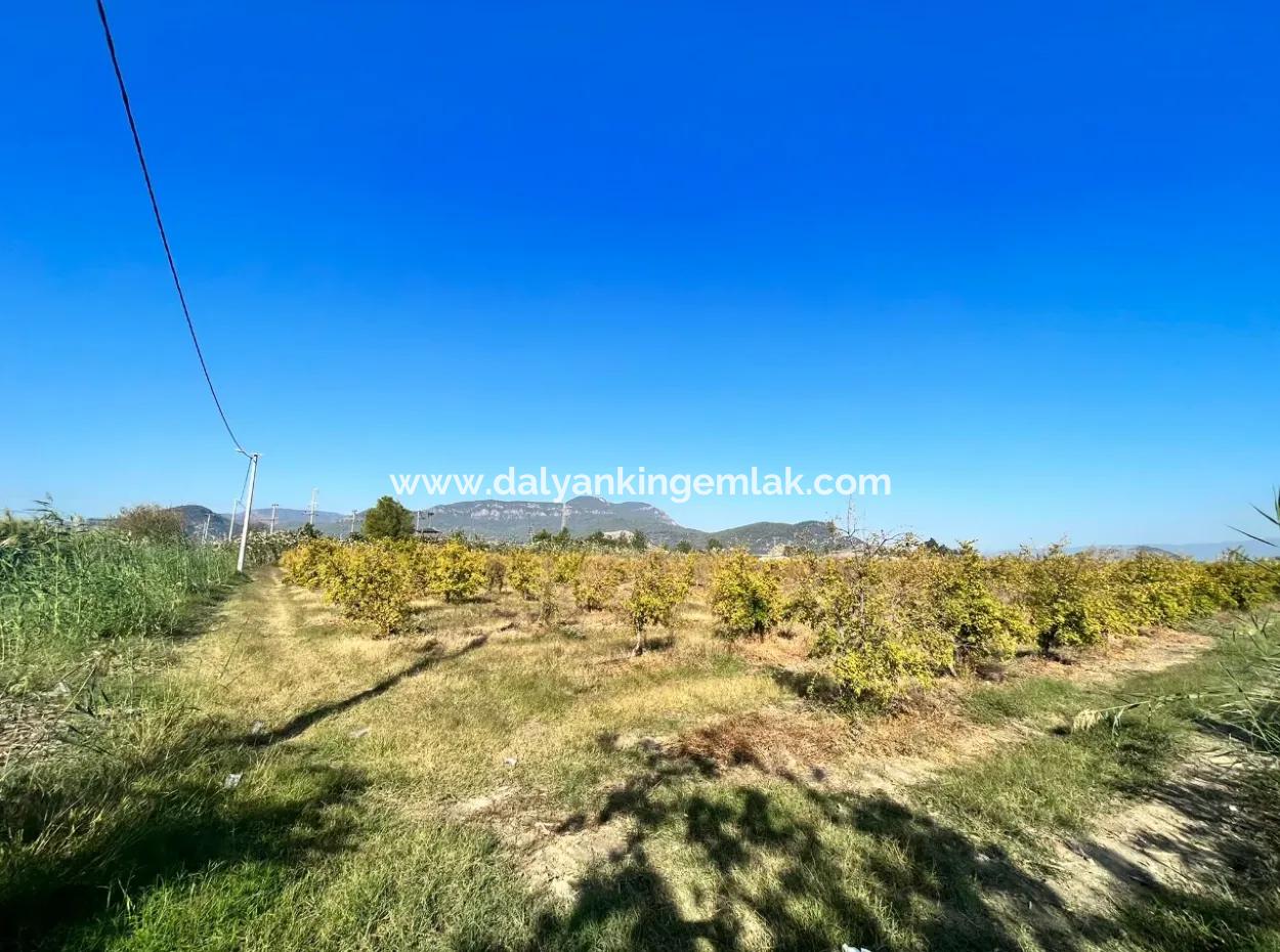 Granatapfelgarten Zu Verkaufen In Dalyan