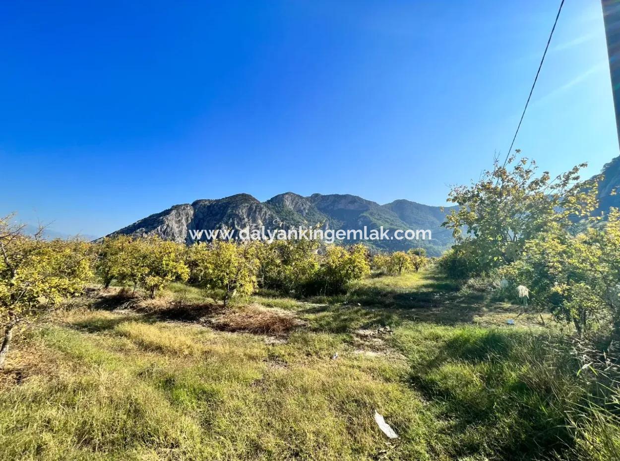 Granatapfelgarten Zu Verkaufen In Dalyan