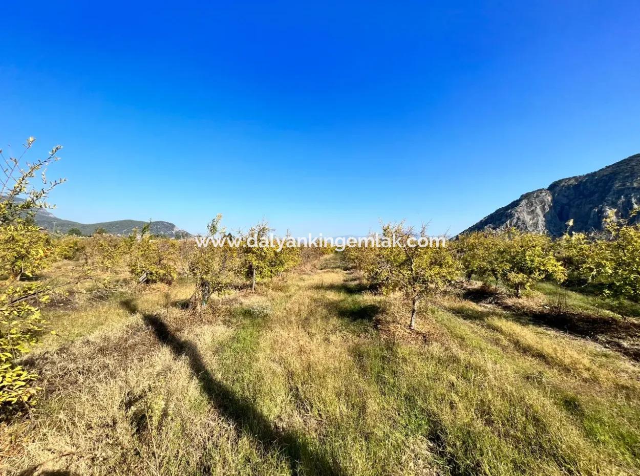 Granatapfelgarten Zu Verkaufen In Dalyan