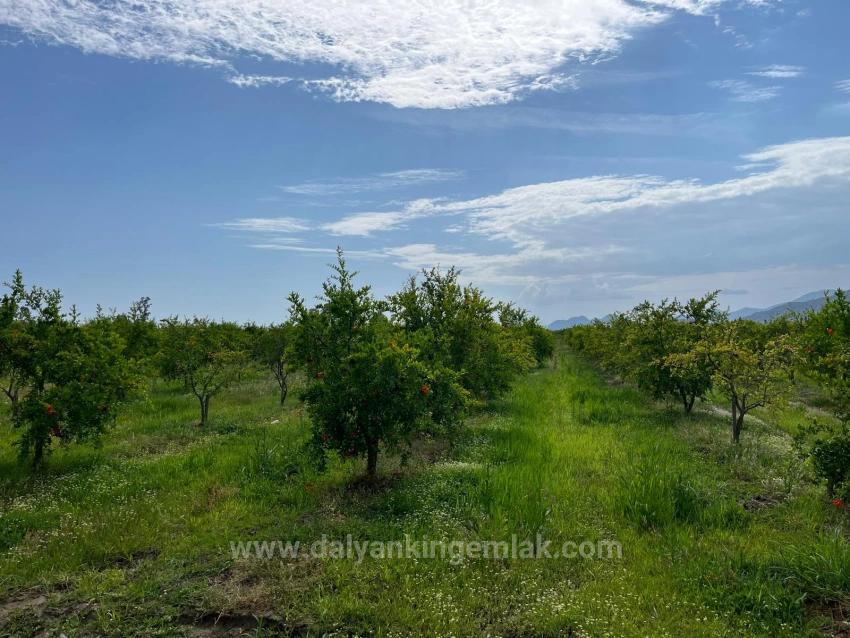 Pomegranate Garden For Sale On The Dalyan – İztuzu Road