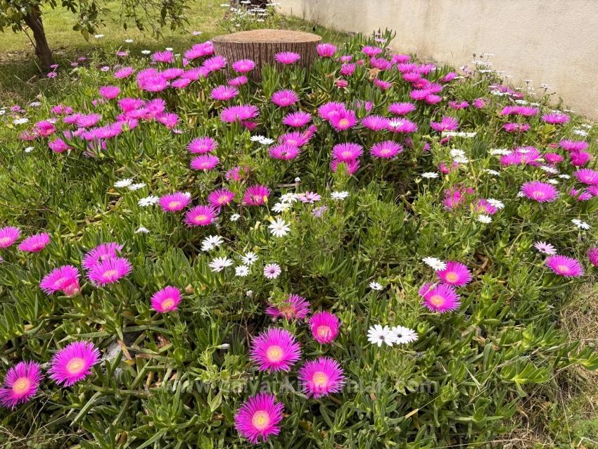 A Peaceful Ground Floor Apartment
