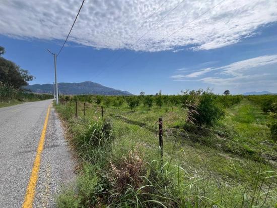 Pomegranate Garden For Sale On The Dalyan – İztuzu Road