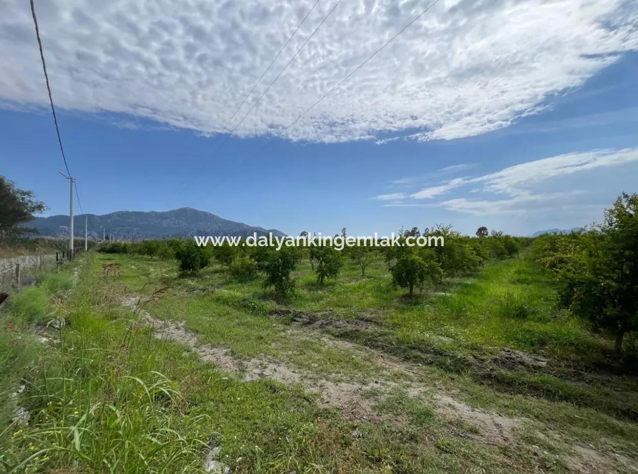 Farmland On İztuzu Road