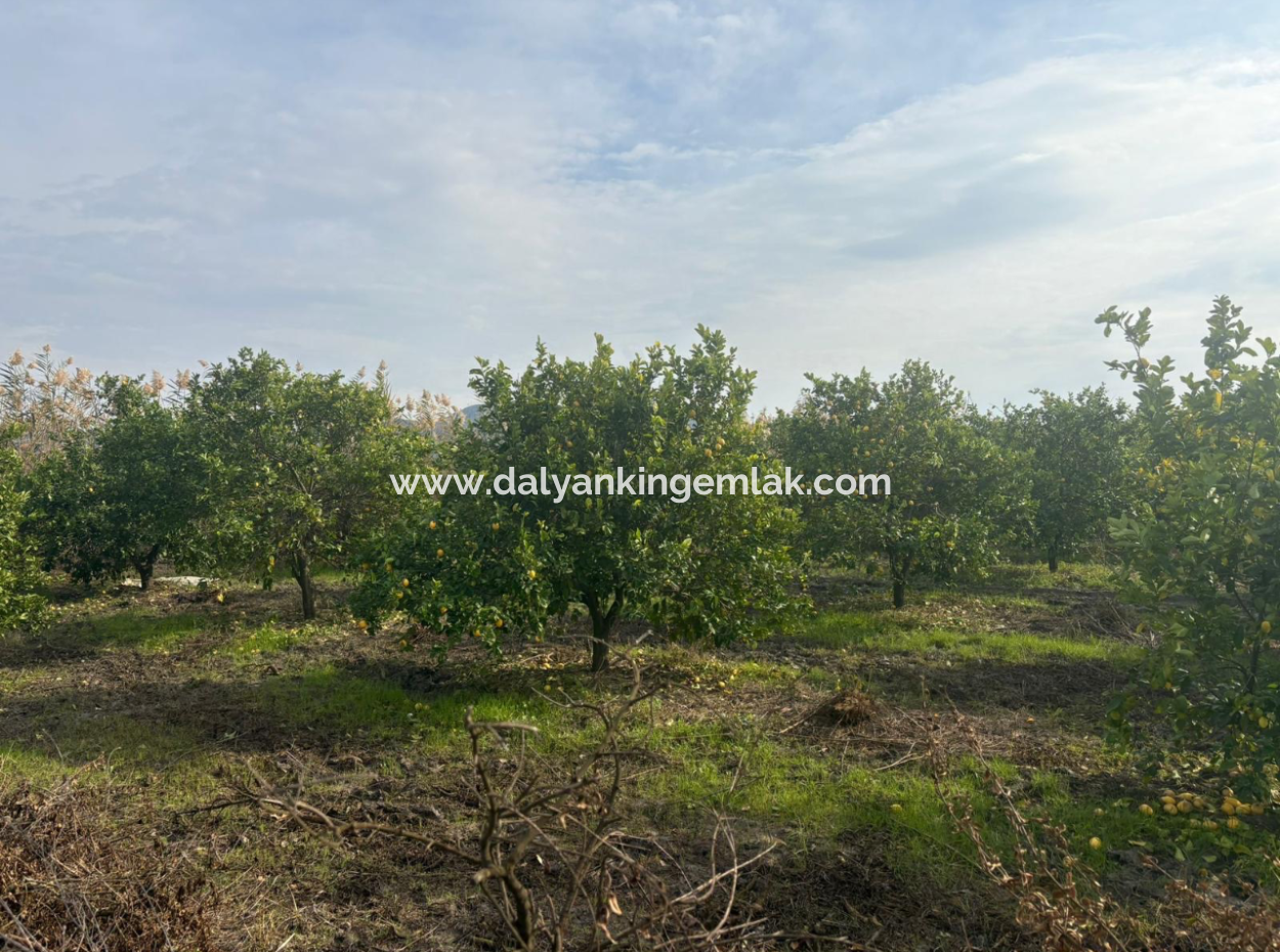 Field Land For Sale In Tepearası
