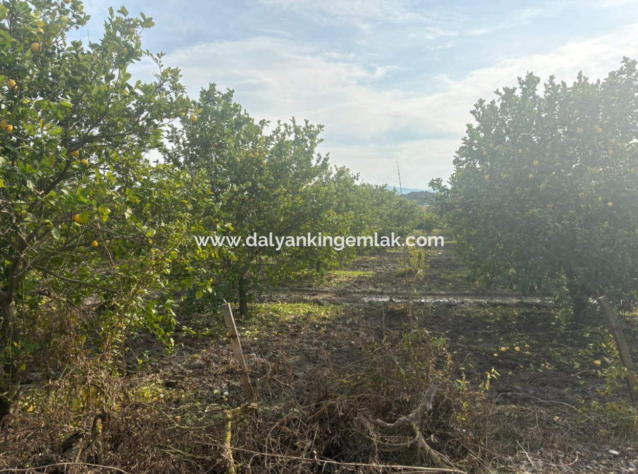 Field Land For Sale In Tepearası