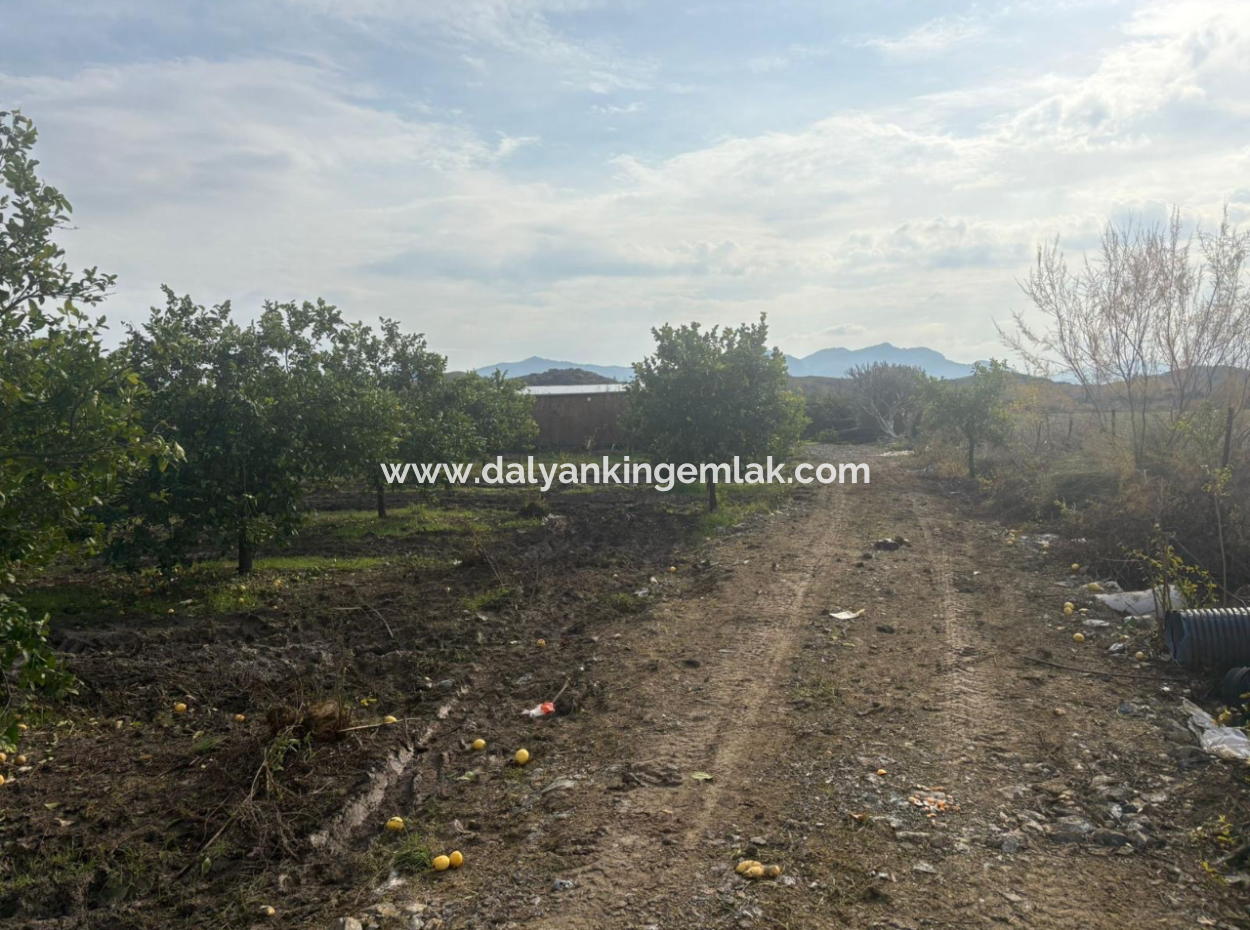 Field Land For Sale In Tepearası