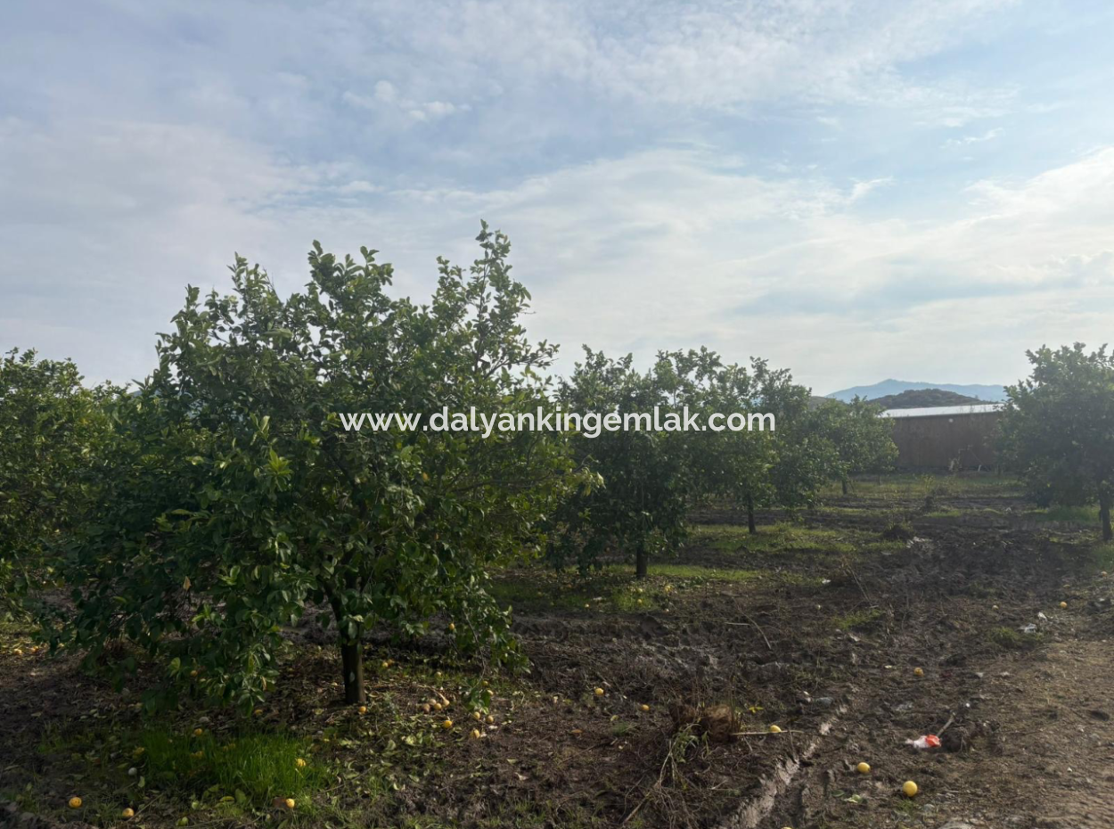 Field Land For Sale In Tepearası