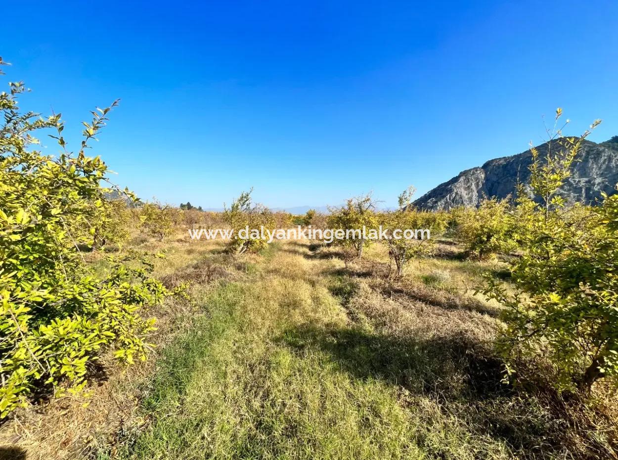 Pomegranate Garden For Sale In Dalyan