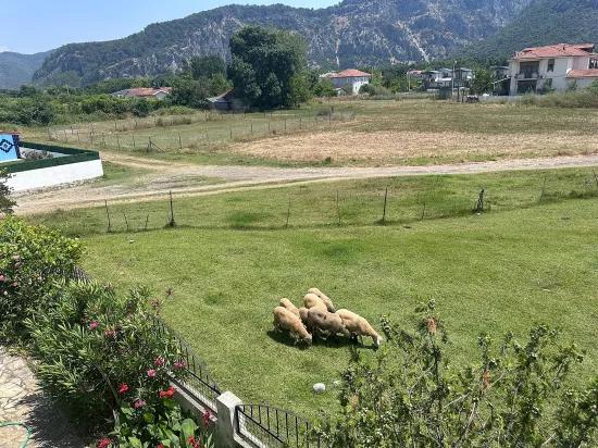 Dağ Manzaralı Ve Olgun Bahçeli Geniş Köy Evi