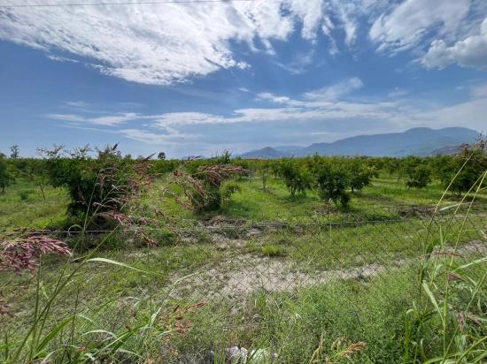 Dalyan – İztuzu Yolu Üzerinde Satılık Nar Bahçesi