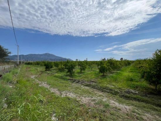Dalyan – İztuzu Yolu Üzerinde Satılık Nar Bahçesi
