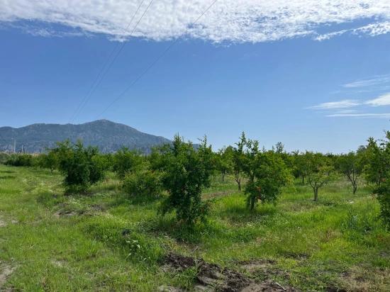 Dalyan – İztuzu Yolu Üzerinde Satılık Nar Bahçesi