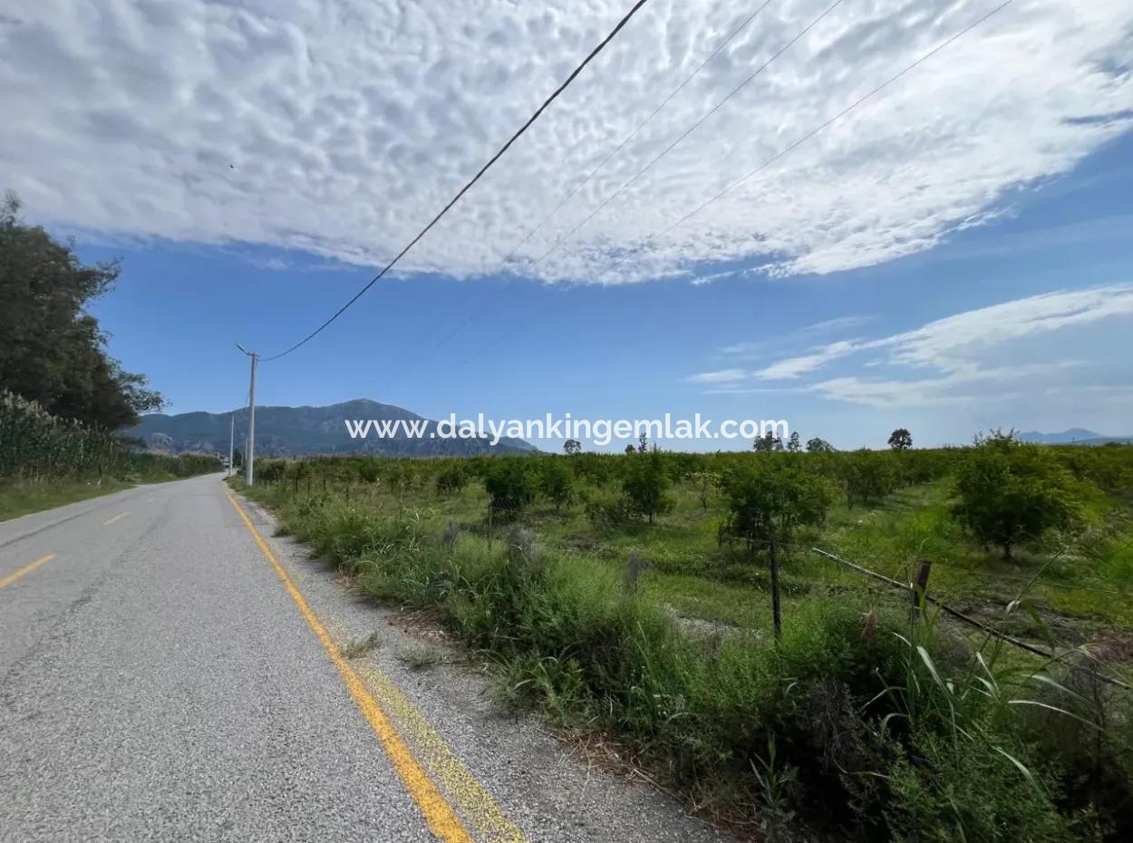 Dalyan İztuzu Yolunda Satılık Nar Bahçesi