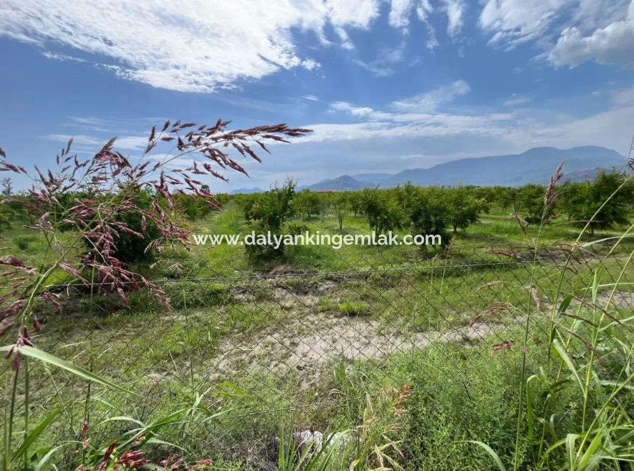 Dalyan İztuzu Yolunda Satılık Nar Bahçesi